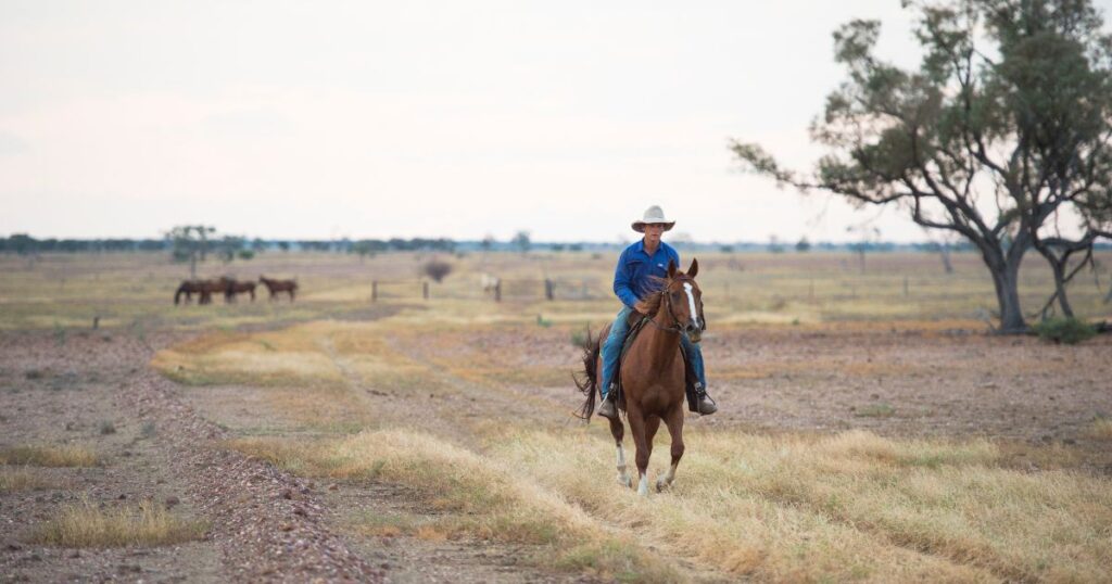 A stockman riding a horse